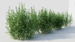 Ligustrum vulgare d