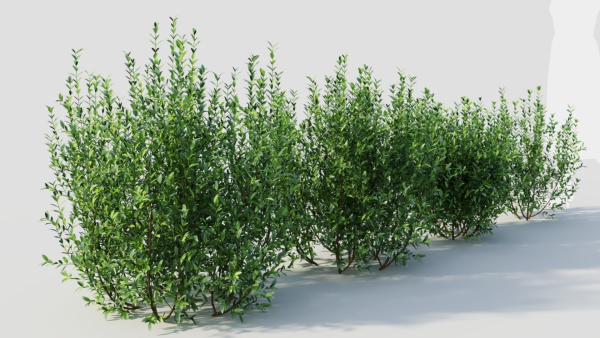 Ligustrum vulgare d