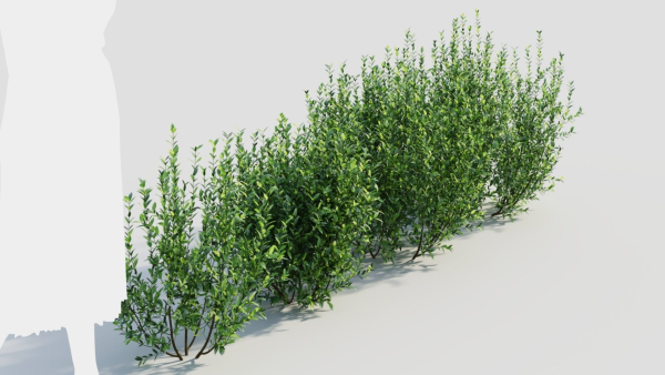 Ligustrum vulgare d
