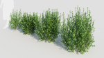 Ligustrum vulgare d