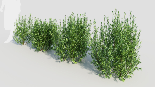 Ligustrum vulgare d