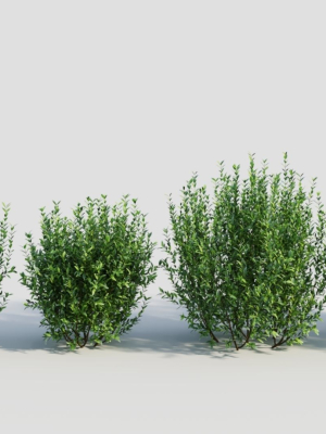 Ligustrum vulgare d