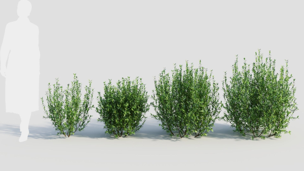 Ligustrum vulgare d
