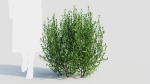 Ligustrum vulgare d
