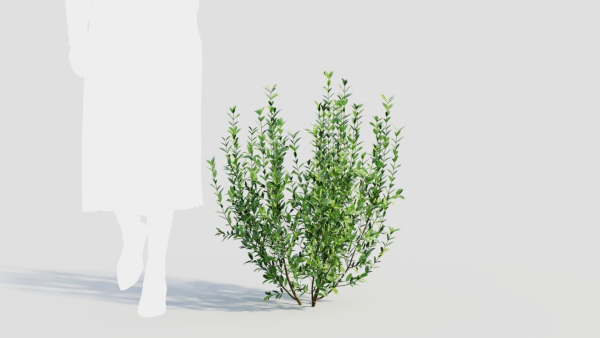 Ligustrum vulgare d