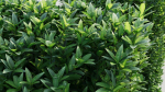 Ligustrum vulgare d