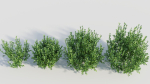 Ligustrum vulgare d