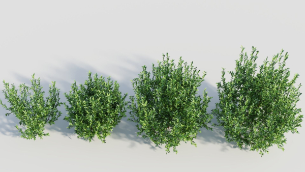 Ligustrum vulgare d