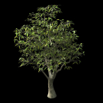 Lilac Garden-Mango Tree 06