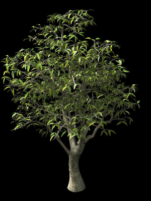 lilac-garden-mango-tree-06-3d-model-max