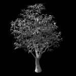 Lilac Garden-Mango Tree 06