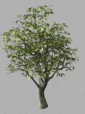 Lilac Garden-Mango Tree 06