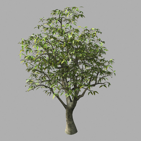 Lilac Garden-Mango Tree 06
