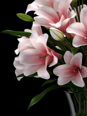 lily-2-3d-model-max-fbx