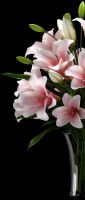 LILY 2 lilies in vase