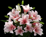 LILY 2 lilies in vase