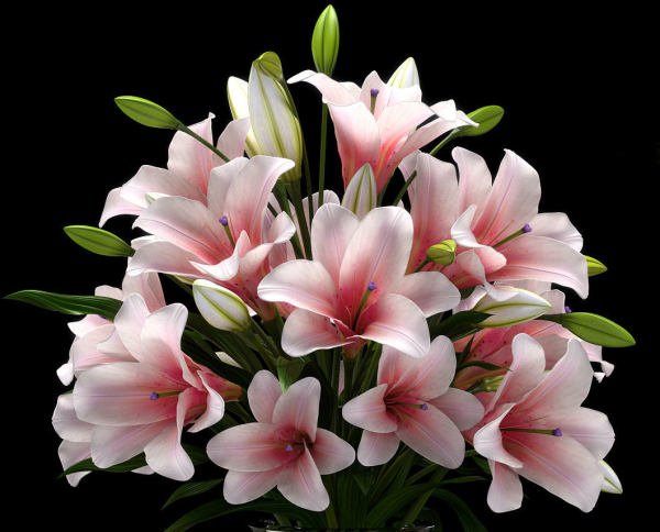 LILY 2 lilies in vase