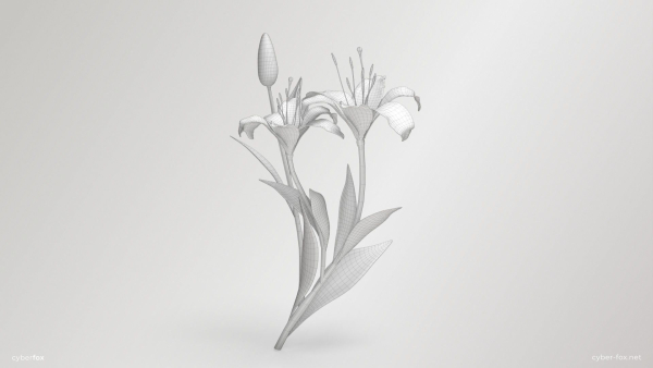 Lily Flower In 5 Colors