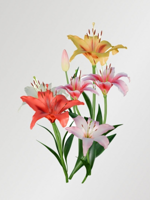 Lily Flower In 5 Colors