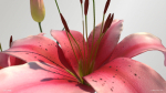 Lily Flower In 5 Colors