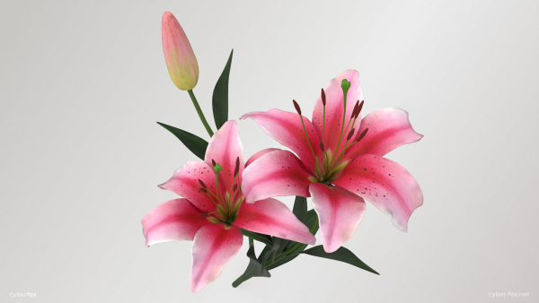 Lily Flower In 5 Colors