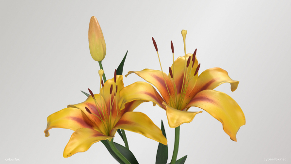 Lily Flower In 5 Colors