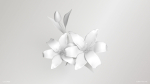 Lily Flower In 5 Colors