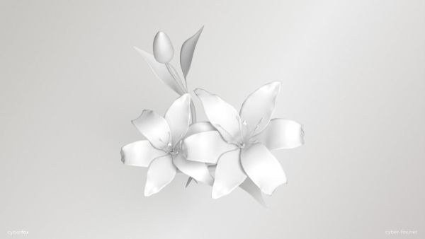 Lily Flower In 5 Colors