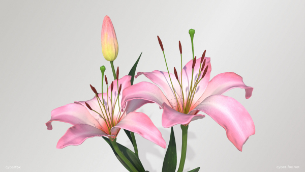 Lily Flower In 5 Colors
