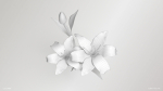 Lily Flower In 5 Colors
