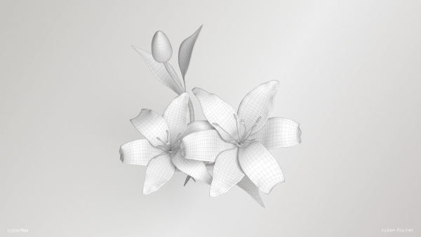 Lily Flower In 5 Colors