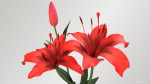 Lily Flower In 5 Colors