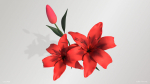 Lily Flower In 5 Colors