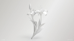 Lily Flower In 5 Colors