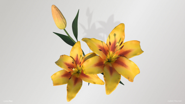 Lily Flower In 5 Colors
