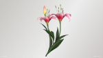 Lily Flower In 5 Colors
