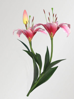 lily-flower-in-5-colors-3d-model-b43695de86