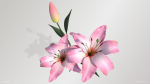 Lily Flower In 5 Colors