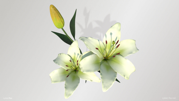 Lily Flower In 5 Colors