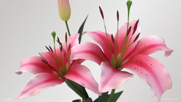Lily Flower In 5 Colors