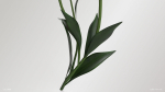 Lily Flower In 5 Colors