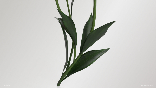 Lily Flower In 5 Colors