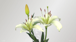 Lily Flower In 5 Colors