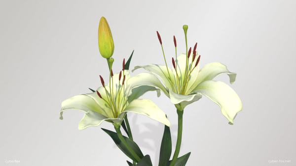Lily Flower In 5 Colors