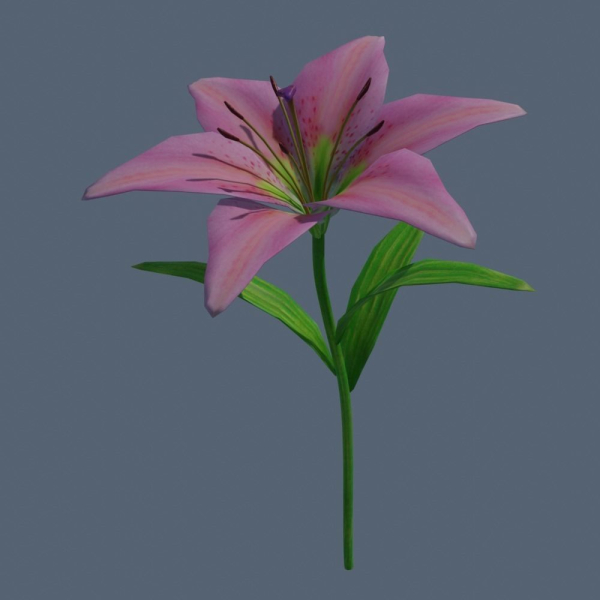 Lily flower rigged animated