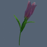 Lily flower rigged animated