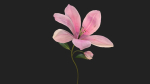 Lily Magnolia Flower Rigged and Animated