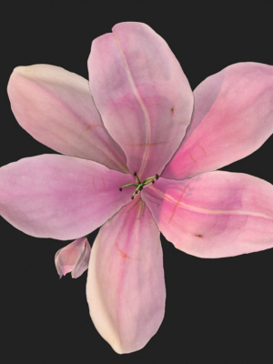 lily-magnolia-flower-rigged-and-animated-3d-model-9ede4f8f11