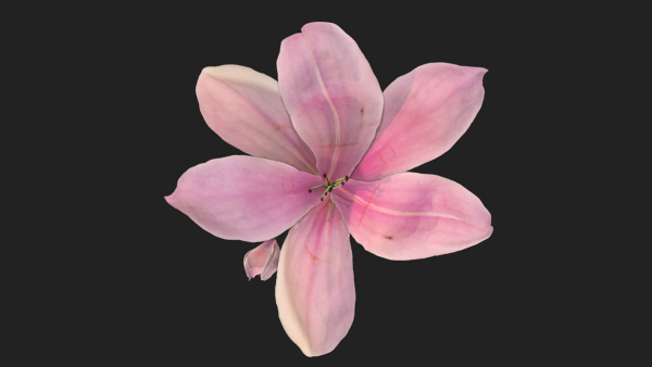 Lily Magnolia Flower Rigged and Animated