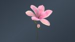 Lily Magnolia Flower Rigged and Animated